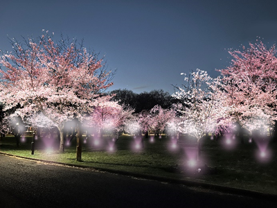 小金井公園の桜ライトアップイメージ
