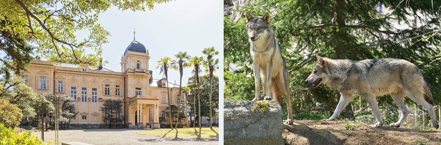 旧岩崎邸庭園と多摩動物公園のタイリクオオカミの写真